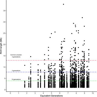 Genomic Breed Composition of Selection Signatures in Brangus Beef Cattle